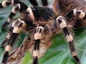 Acanthoscurria geniculata araña