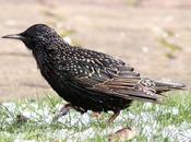 Sturnus vulgaris-estornino pinto