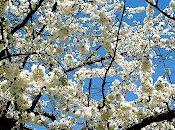 Agrigento febrero: fiesta almendro flor