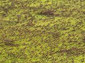 Impresionantes imágenes confirman mayor migración terrestre mamíferos historia