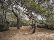 Bosc Marquesa