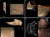 homínidos Atapuerca Bolomor tenían dieta variada