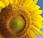 forma eficiente orientar paneles solares: girasol