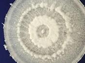 Estudiantes Yale encuentran hongo capaz procesar poliuretano