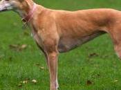 galgo corredor