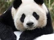 ¿Sigue panda peligro extinción?