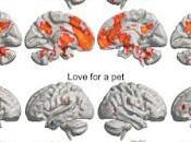 estudio revela dónde encuentra amor cerebro