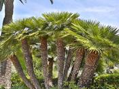 Chamaerops Humilis: Palmeral Elche