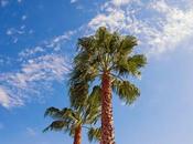 Washingtonia Robusta, Palmera California: Palmeral Elche