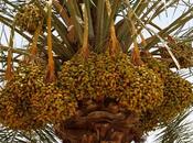 Phoenix Dactylifera, Palmera Datilera