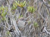 Canastero patagónico (Pseudasthenes patagonica)