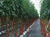 Crecicimiento rentable cultivo tomates sustratos coco