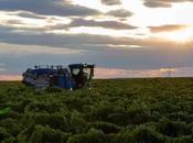 Vendimia nocturna Bodegas Pandora, innovación calidad Rueda