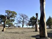 'tree vessels' David Nash