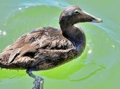 Eider Port Vilanova