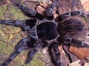 veneno araña cangrejo puede combatir células cancerosas