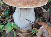 Boletus edulis