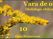 Vara (Solidago chilensis) Video