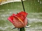 5.998 lluvia...