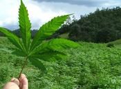 sanidad vasca propone tratamiento para frenar adicción cannabis