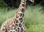 Elegir mejor operador para safari África