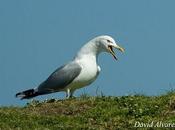 comportamiento ritualizado Gaviota patiamarilla