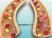 Teva incrementa portafolio productos nuevo antihipertensivo: Losartan/Hidroclorotiazida TEVA