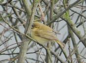 Mosquitero común