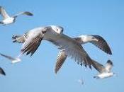 Poemas Tchung Tchang