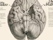 cerebro