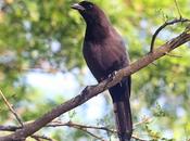 Urraca morada (Cyanocorax cyanomelas)