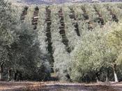 Finca Hualdo, sigue creciendo: después aceite oliva Casas Hualdo Quesos nace Huerta