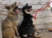 Rescatan perritas situación abandono colonia Nuevo Foresta Soledad Graciano Sánchez