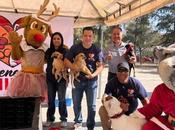 Sexto Festival Adopción Canina Felina Luis Capital encuentra hogar para mascotas