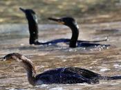 cormorán moñudo entre rocas