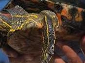 Trachemys callirostris Tortugas