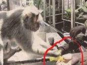 demostrado monos educados muchas personas