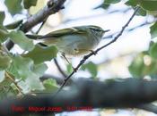 mosquitero Pallas: visitante especial Montjuïc