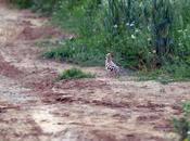 Fauna Montaña Palentina Abubilla