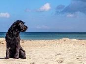 recorrido playa para perros sanlúcar barrameda: mejor viajeros