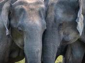 Lanka senda elefantes’