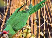 Aratinga Mitrada: Especie Exótica Barcelona