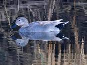 Tres meses ánade friso Parc Fluvial Besòs