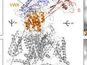 ¿Cómo mutaciones afectan desarrollo neurológico Autista?