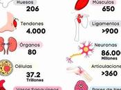 Cuerpo Humano: todo universo