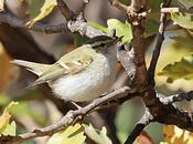 Avistamiento mosquitero bilistado Barcelona: Parc Cervantes