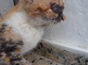 JADE, gatita ciega cara destrozada. Arca Córdoba.