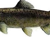 Técnicas investigación: ¿cómo marcan peces?