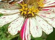 Mariposa Patchwork Multicolor