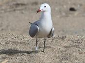 Gaviota Audouin CDJF nuevo desembocadura Besòs